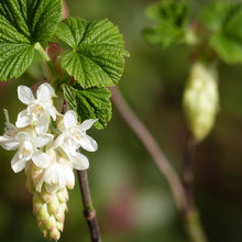 Currant plant