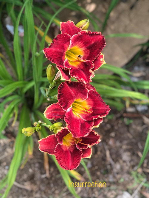 Springan Ffo New FFO blooms and new favorites