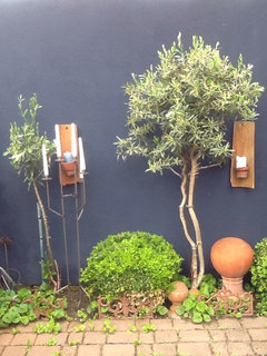 Olivenbume - Einpflanzen oder nur im Kbel halten? | Houzz