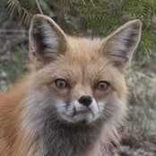 Amy Johnson's photo