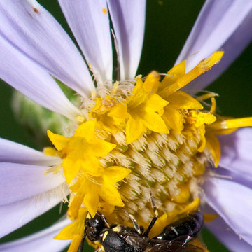 Great Design Plant: Large Leaved Aster