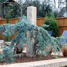 Foundation plantings