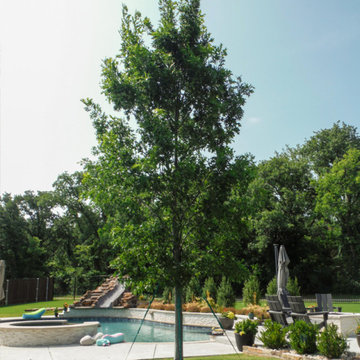 Shade Trees for Texas