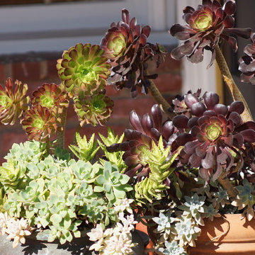 From English Garden to Drought Tolerant Xeriscape
