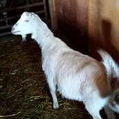 Fitz's Farm's photo