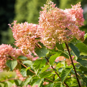 Hydrangea Pink Diamond