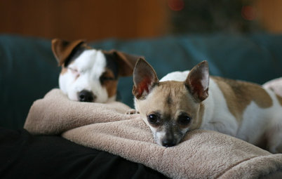 Houzz Pets Survey: Who Rules the House — Dogs or Cats?