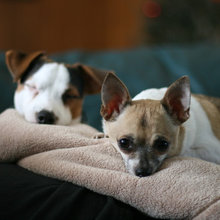 Dogs