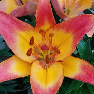Flower Selection
