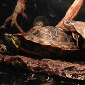 Lori-Anne Roberts-Martinez's photo