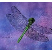 Lisa White-Bertels's photo
