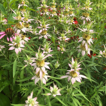 Beavertail Sustainable Landscape