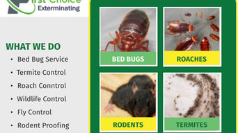 Bed Bug Extermination Service