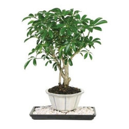 Brussel's Bonsai Dwarf Hawaiian Umbrella Tree - Plants