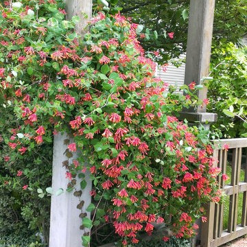 Plantings