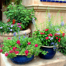 Flora