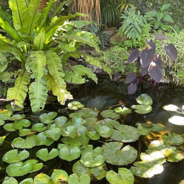 Seminole, FL- Outdoor Pond