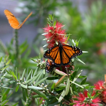 Certified Wildlife Habitat