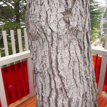 Tree Houses