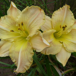 Daylilies - Products