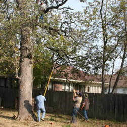 cut down a damaged tree service - Products