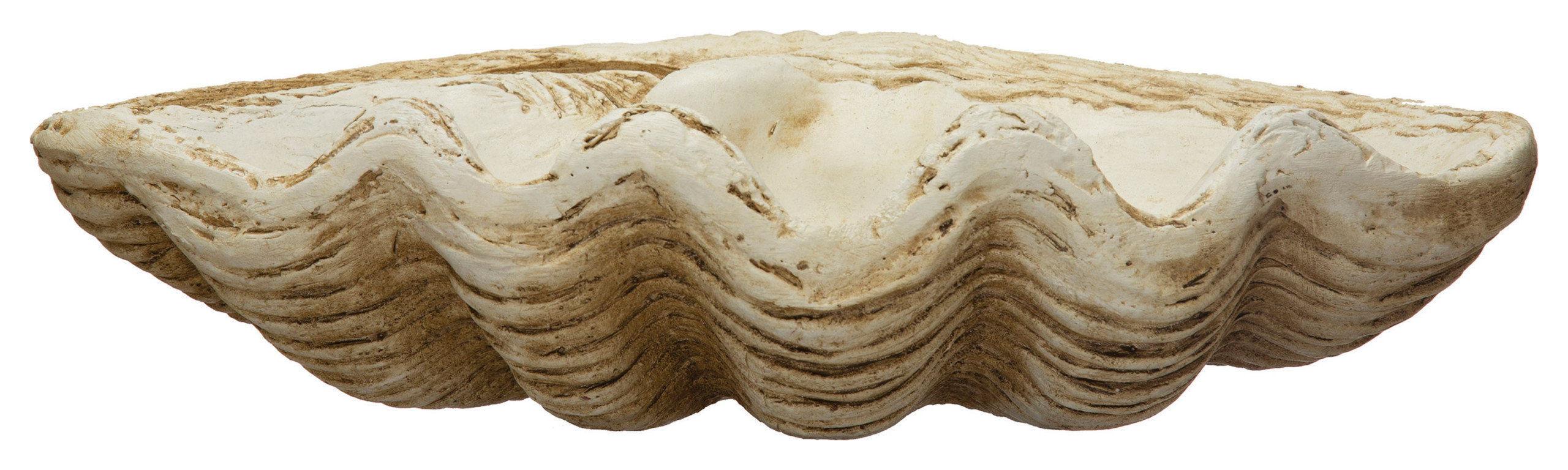 Coastal Decorative Magnesia Clamshell, Natural - Beach Style ...