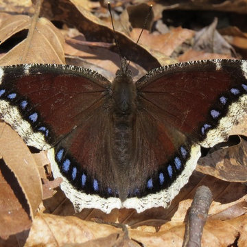 Mourning Cloak / Nymphalis Antiopa