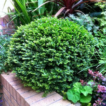 TOOT'S GARDEN AREA