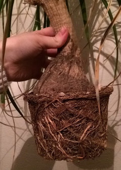 varigated spider plant Chlorophytum Reverse Spider, 4" Plant, The Plant Farm