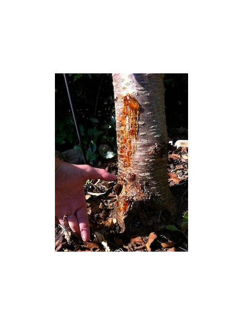 Cherry Oozing Sap