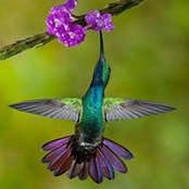 Tracy Rollins's photo