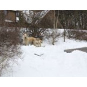 Laurie Deitrick's photo