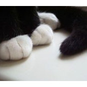 Clytie Van's photo