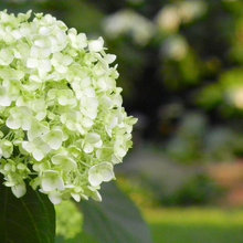 Charlotte Garden Ideas