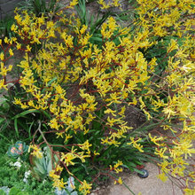 drought tolerant