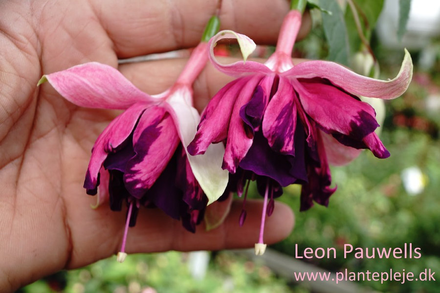 Fuchsia liste 2020 (her ses fotos af en mindre del af de fuchsia vi producere)