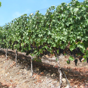 Malibu Rocky Oaks Estate Vineyards
