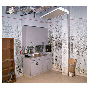 Mold Removal South Florida
