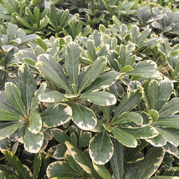 Current Featured Plants - Products