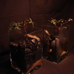 Rhamnus (California Coffeeberry) - Mixed Media Art