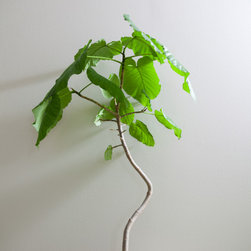 エコフリース（塗装済みフリース壁紙） - 壁紙・クロス