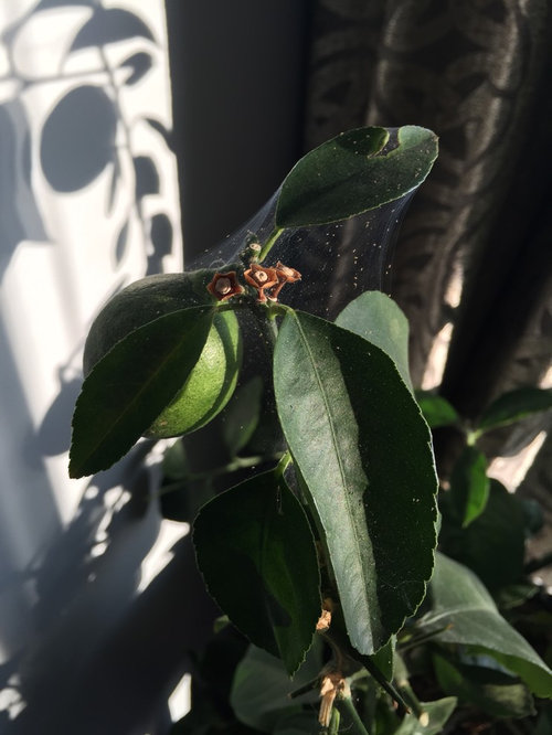 Bugs on my Meyer Lemon Tree