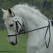 Caelea Elfriedes billede