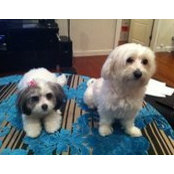 Lawrence Cheung's photo