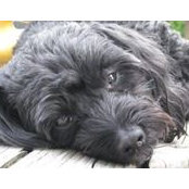 Joyce Iannetta's photo