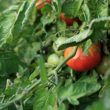 French Vegetable Garden