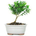 Ilex crenata bonsai