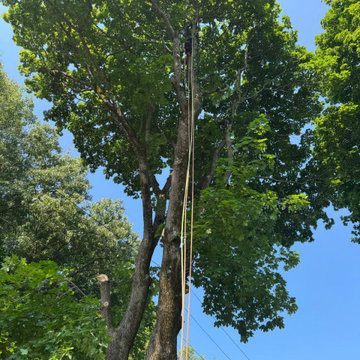 Professional Tree Trimming and Safe Branch Reduction