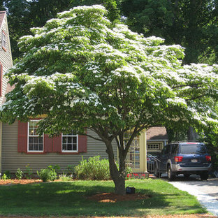 Kousa Dogwood | Houzz