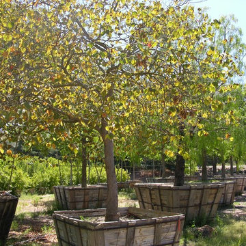 Specimen Trees